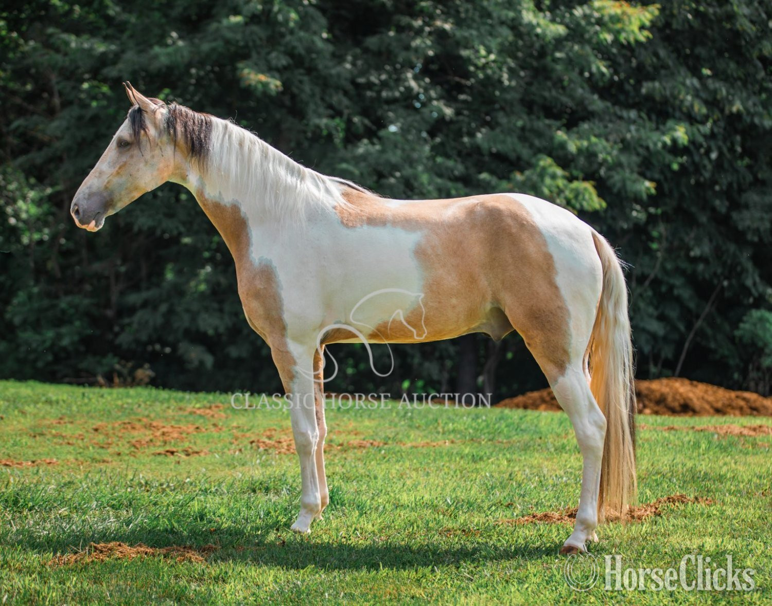 "ANDY'S JAZZ MA TAZZ" Tabiano Gelding Tennessee Walker