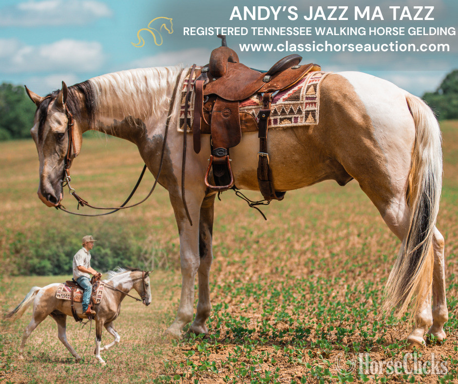 Tennessee "ANDY'S JAZZ MA TAZZ" Tabiano Gelding Tennessee Walker