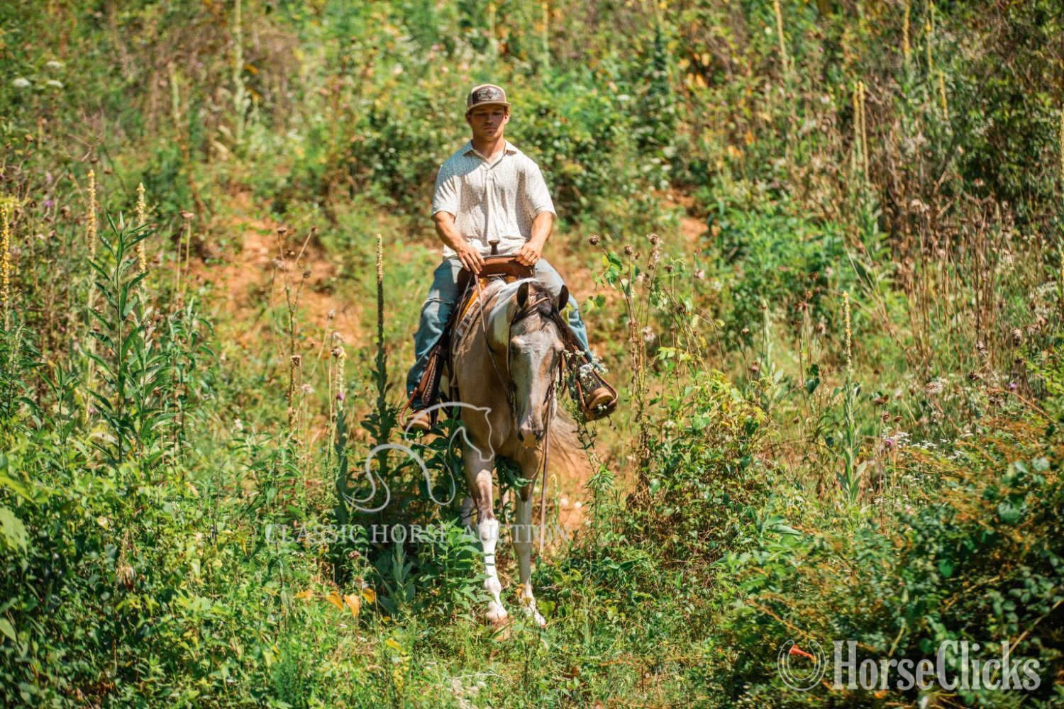 "ANDY'S JAZZ MA TAZZ" Tabiano Gelding Tennessee Walker - Tennessee Walker