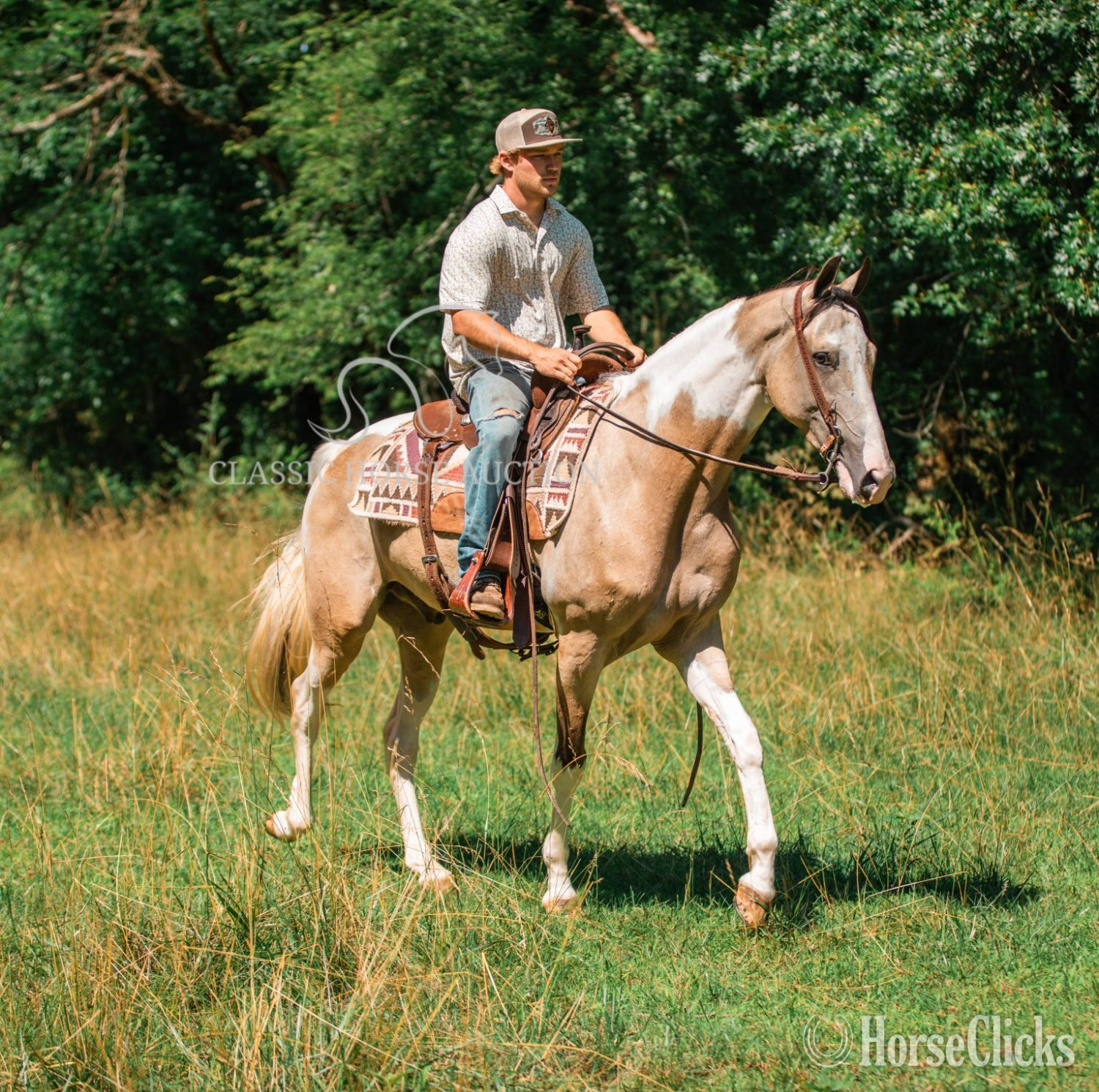 "ANDY'S JAZZ MA TAZZ" Tabiano Gelding Tennessee Walker Tennessee