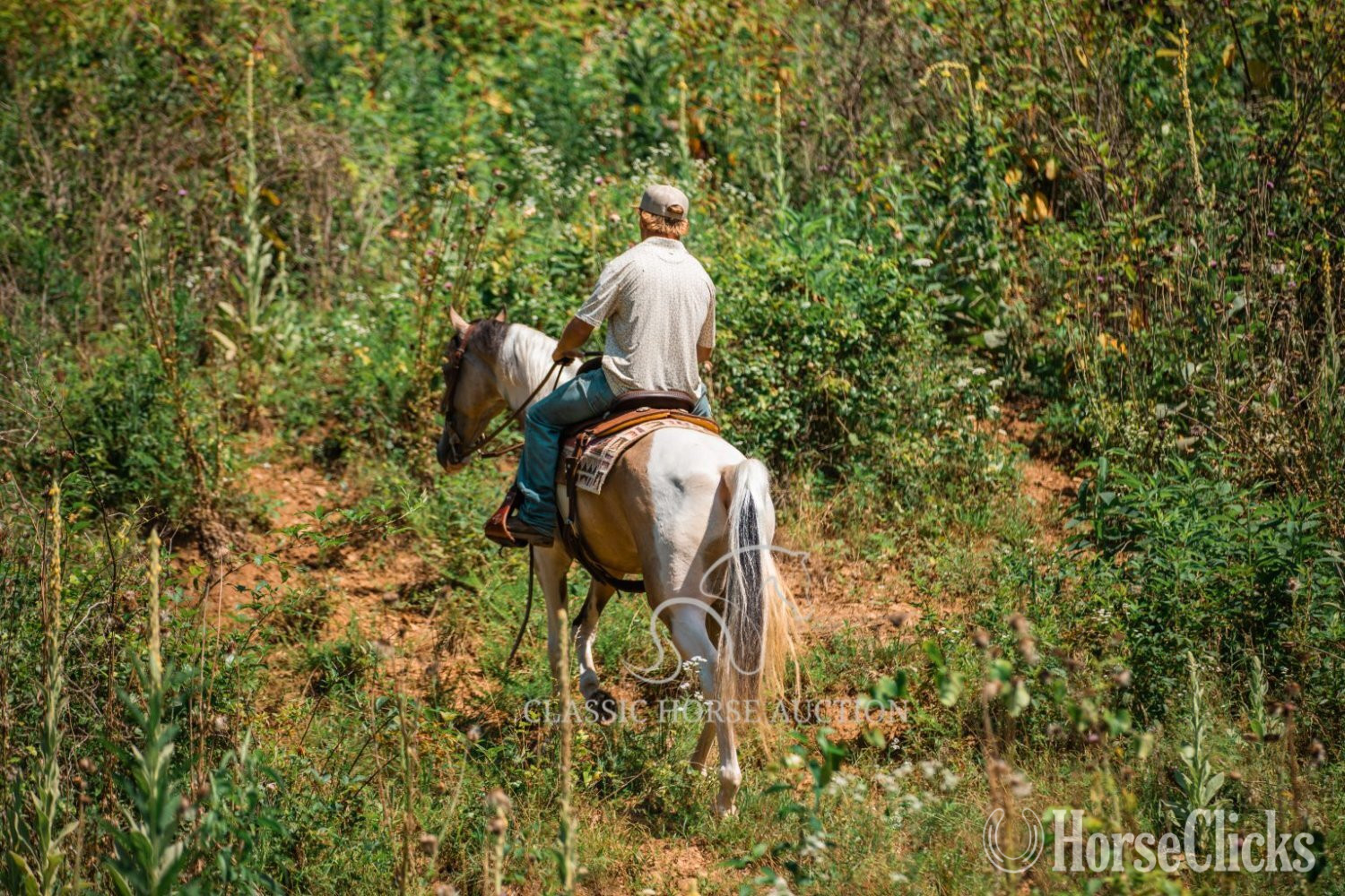 Tennessee Walker - "ANDY'S JAZZ MA TAZZ" Tabiano Gelding Tennessee Walker in Tennessee