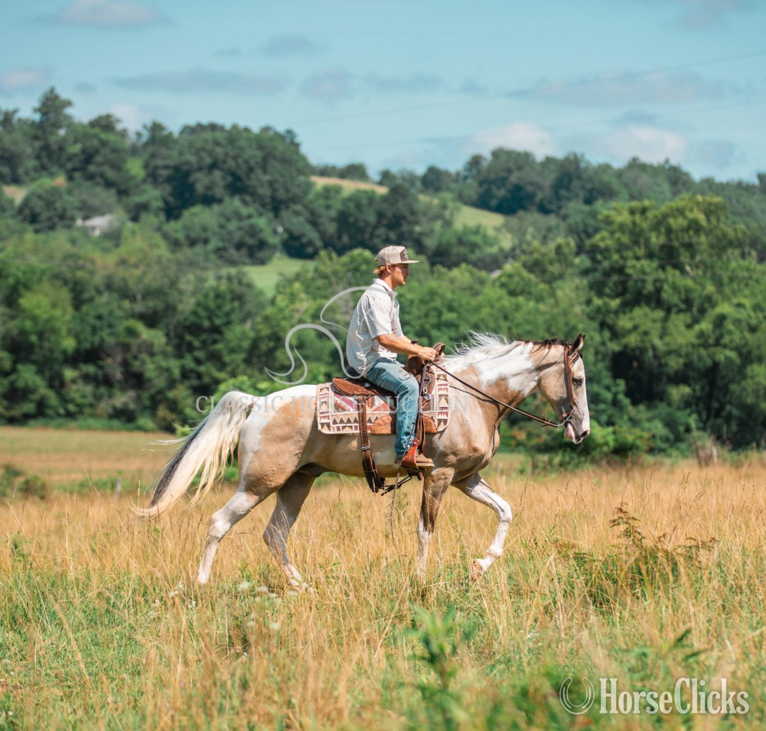 Tennessee Walker - "ANDY'S JAZZ MA TAZZ" Tabiano Gelding Tennessee Walker