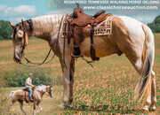"ANDY'S JAZZ MA TAZZ" Tabiano Gelding Tennessee Walker