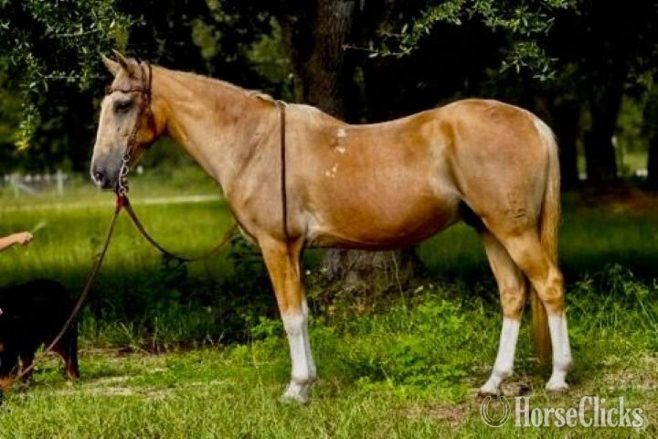 "St. Armands" Palomino Gelding Quarter Horse