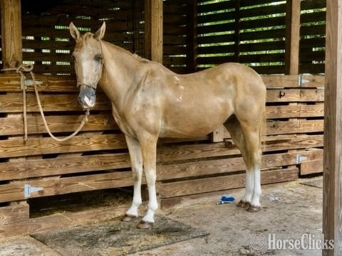 Florida "St. Armands" Palomino Gelding Quarter Horse