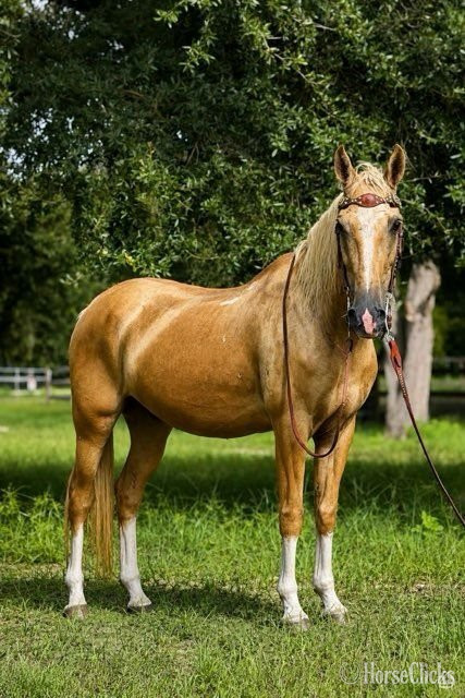 "St. Armands" Palomino Gelding Quarter Horse - Quarter Horse in Florida