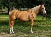 "St. Armands" Palomino Gelding Quarter Horse