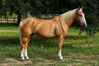 "St. Armands" Palomino Gelding Quarter Horse