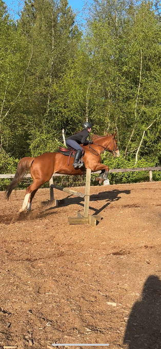"Jess Truly Royal" Chestnut Mare Quarter Horse