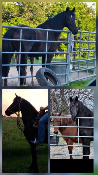 "Twilights Ebony Jewel" Black Mare Friesian