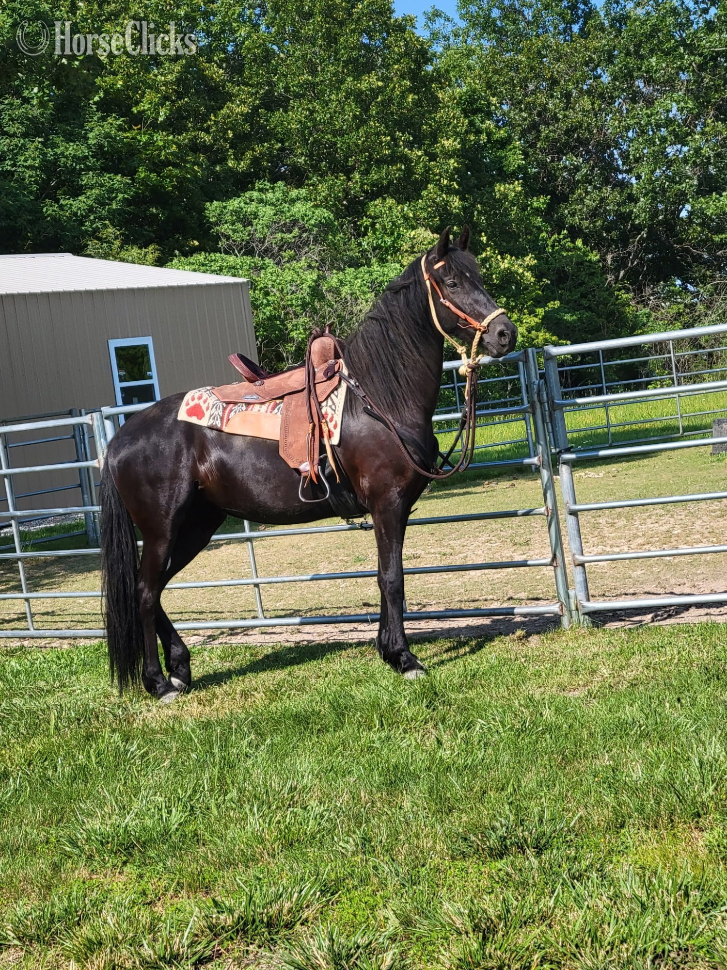 "Twilights Ebony Jewel" Black Mare Friesian