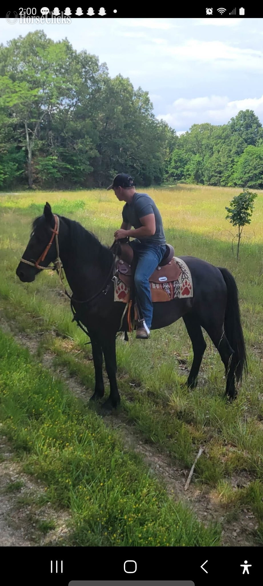Missouri "Twilights Ebony Jewel" Black Mare Friesian