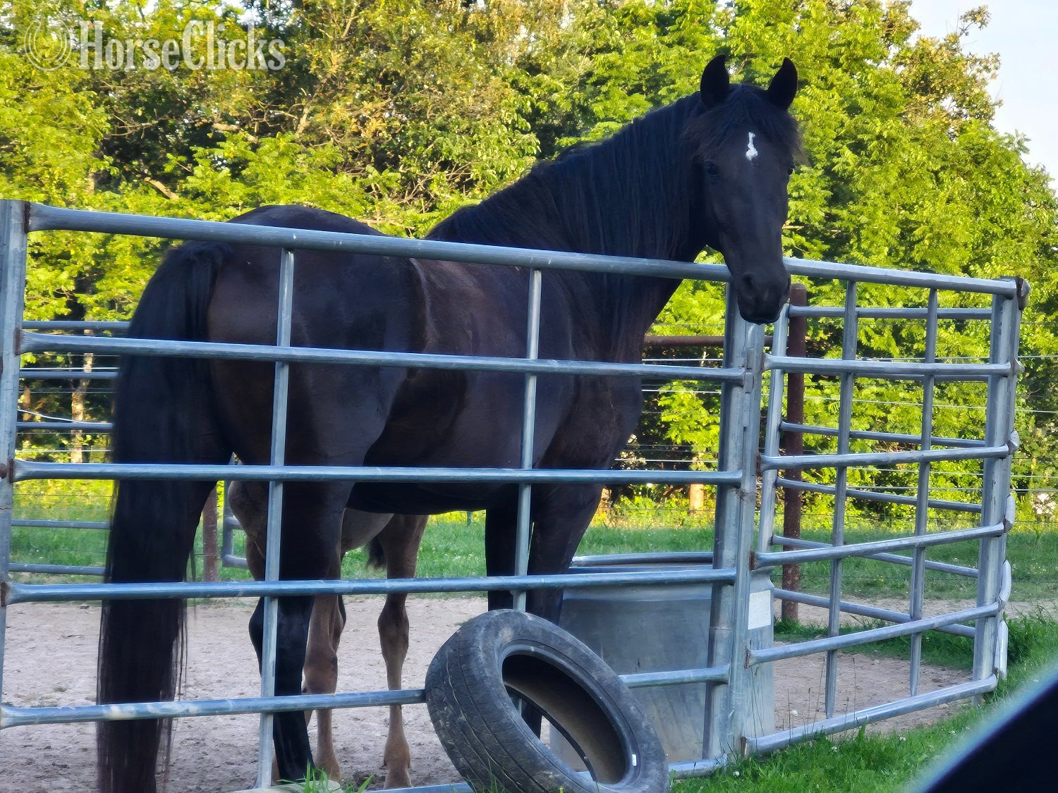 "Twilights Ebony Jewel" Black Mare Friesian - Friesian in Missouri