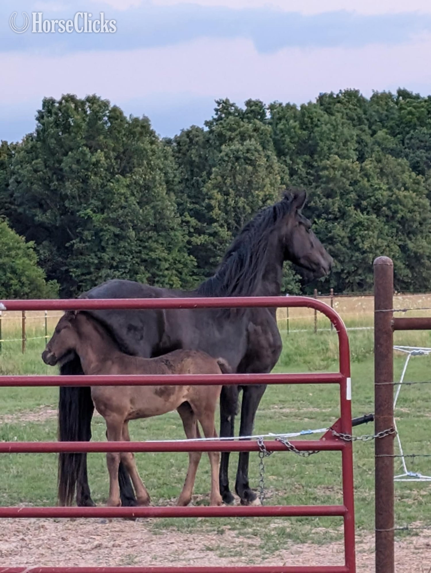 "Twilights Ebony Jewel" Black Mare Friesian - Friesian