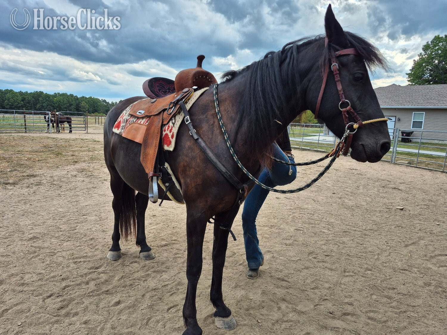 "Twilights Ebony Jewel" Black Mare Friesian Missouri