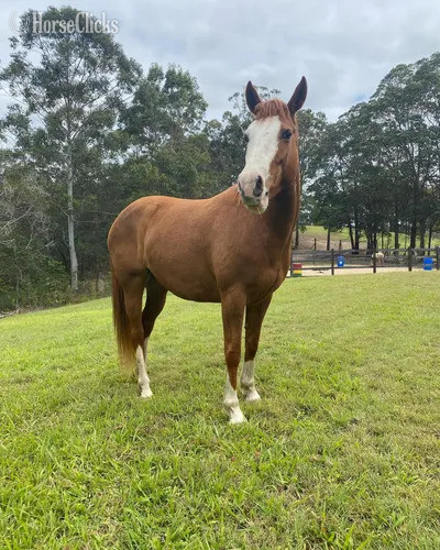 "Kelly" Bay Mare Quarter Horse in Oklahoma