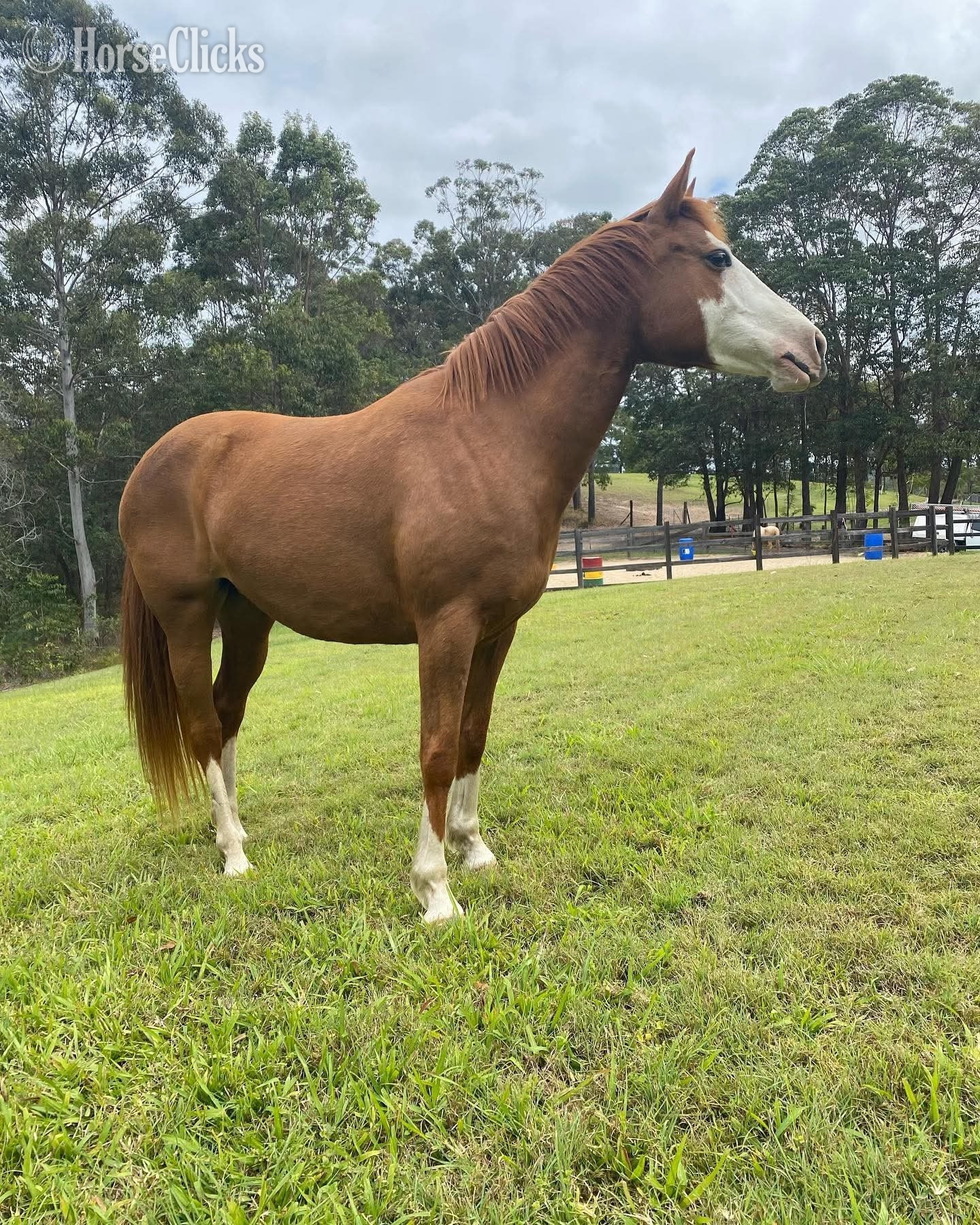 "Kelly" Bay Mare Quarter Horse