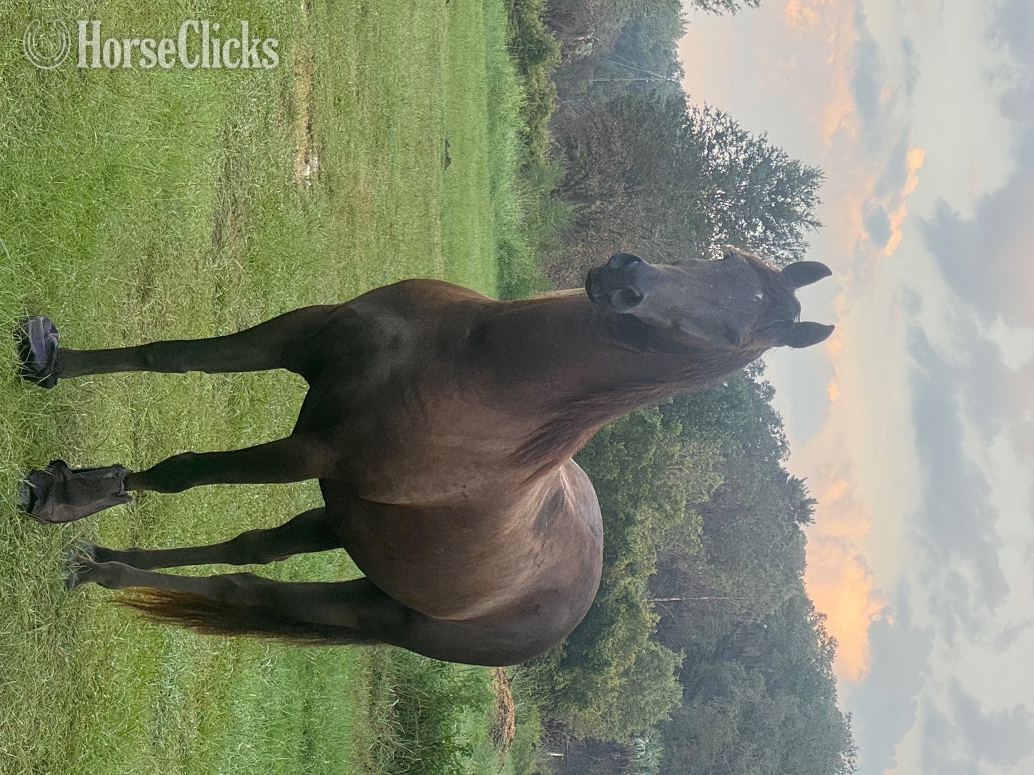 "Hunter " Black Gelding Friesian in Florida