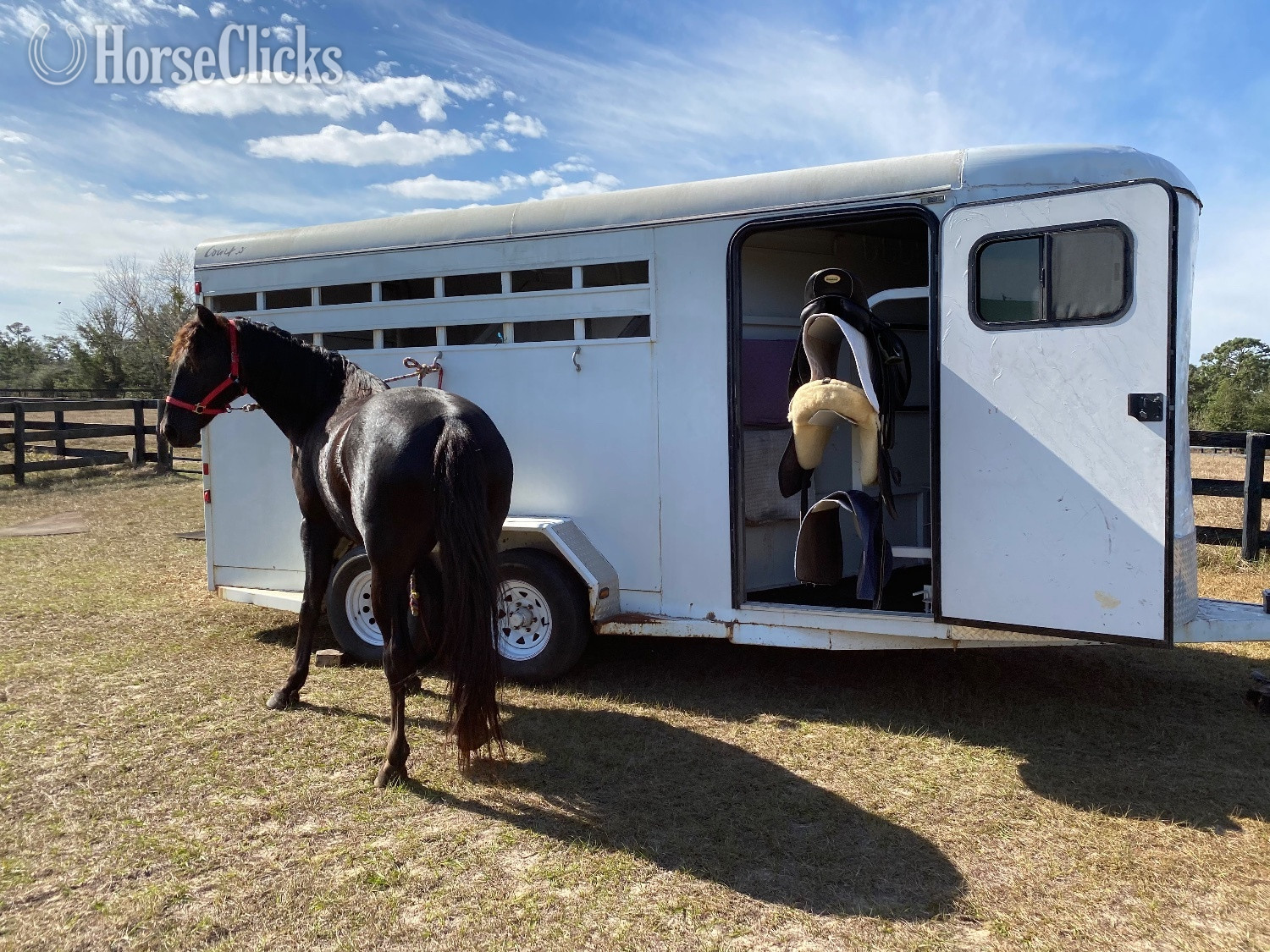 Florida "Hunter " Black Gelding Friesian