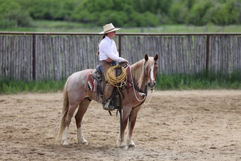 "Merlin" Red Roan Gelding Other Breed