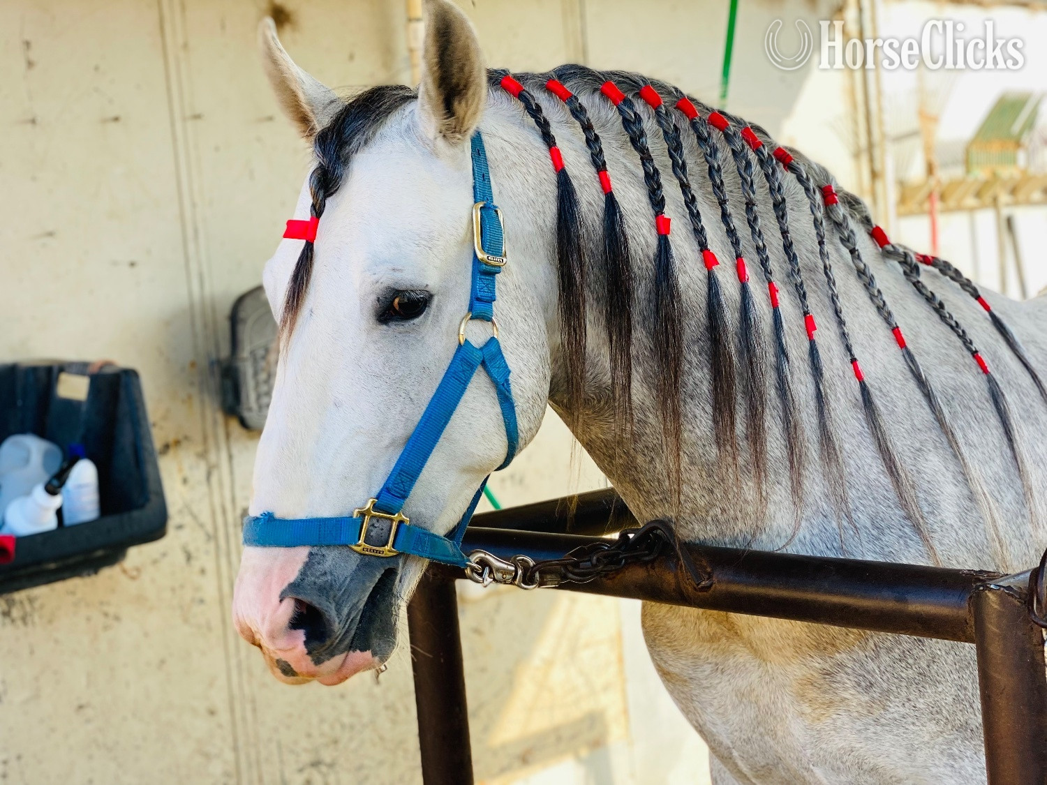 "Gasparin" Grey Gelding Azteca in California