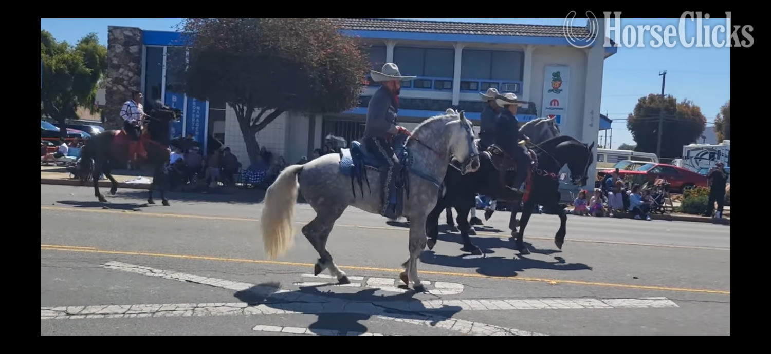 "Gasparin" Grey Gelding Azteca