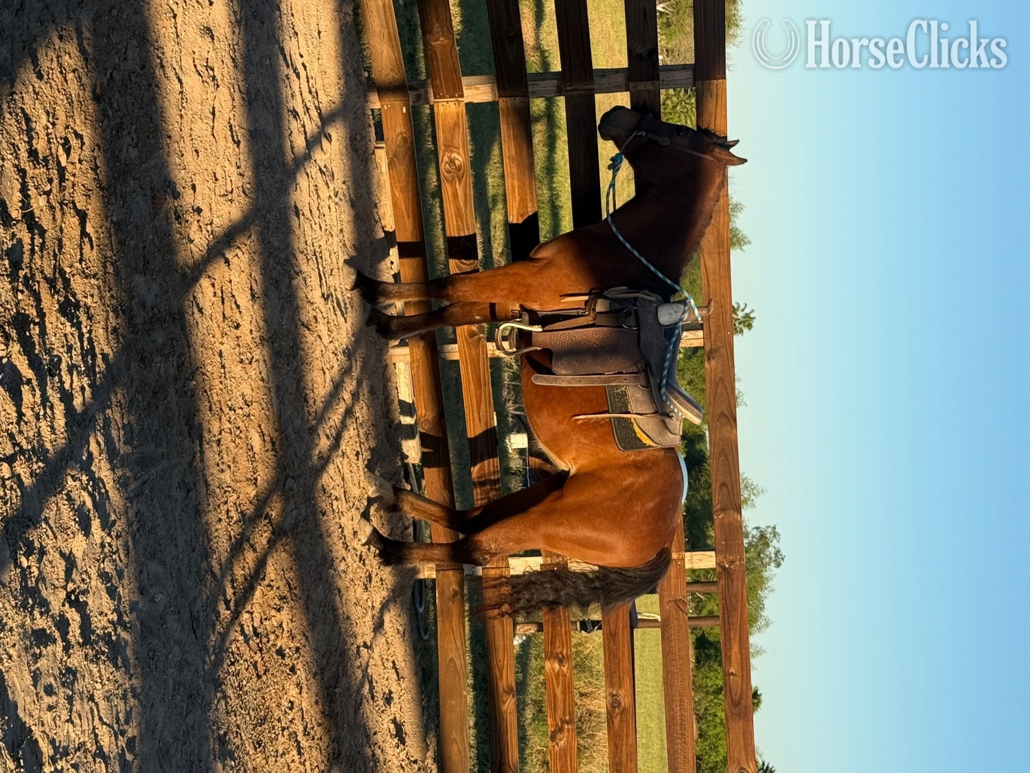 "Princess"  Mare Quarter Horse in Texas