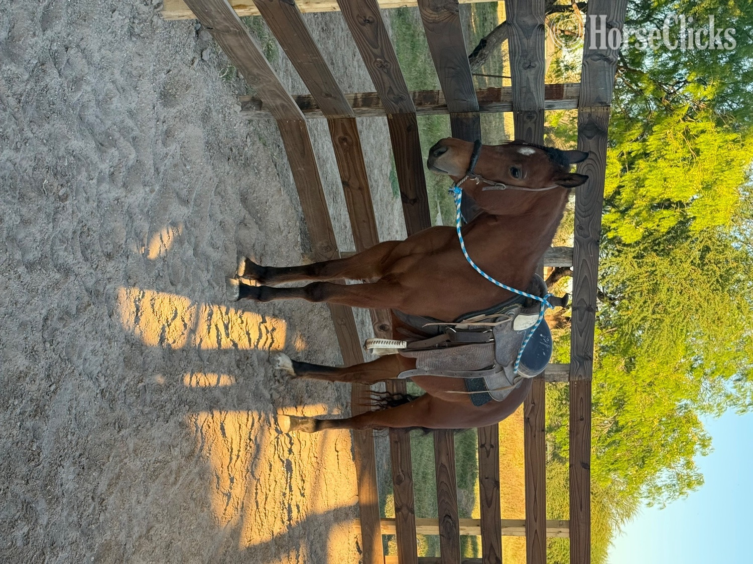 "Princess"  Mare Quarter Horse