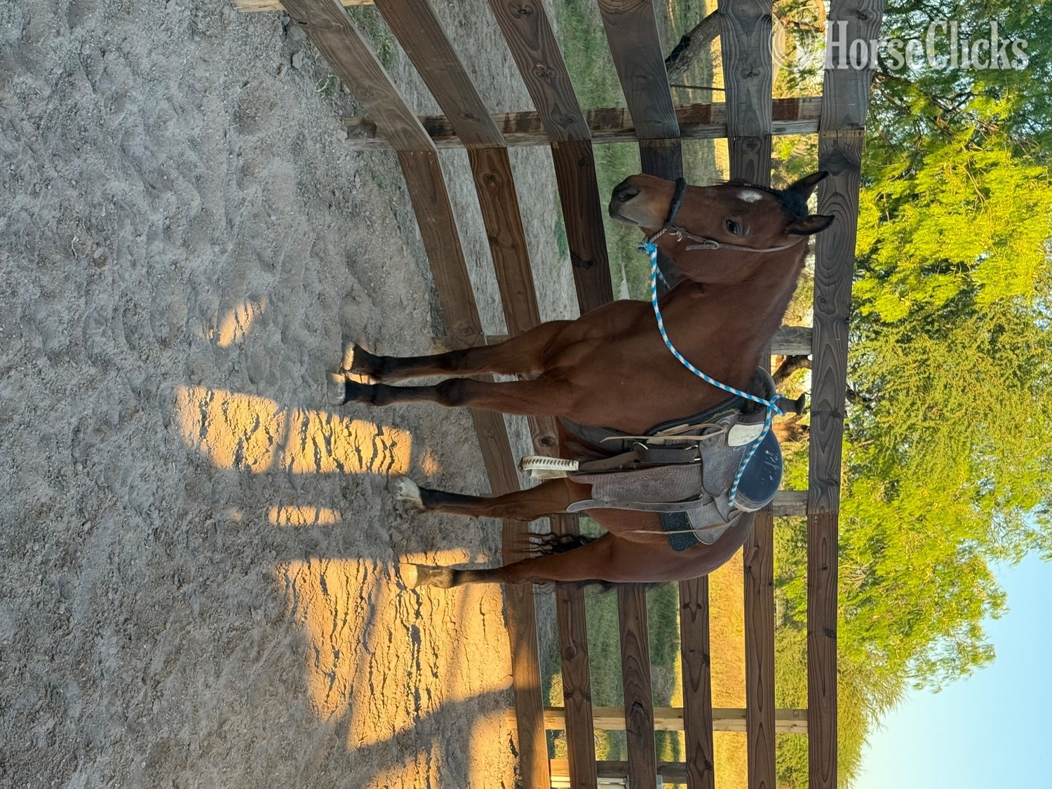 Texas "Princess"  Mare Quarter Horse