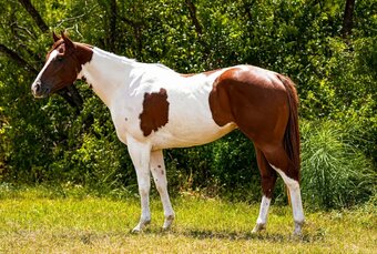 "LUCKY TO THE LIMIT" Tabiano Gelding Paint