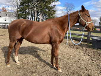 "Ruby" Chestnut Mare Thoroughbred