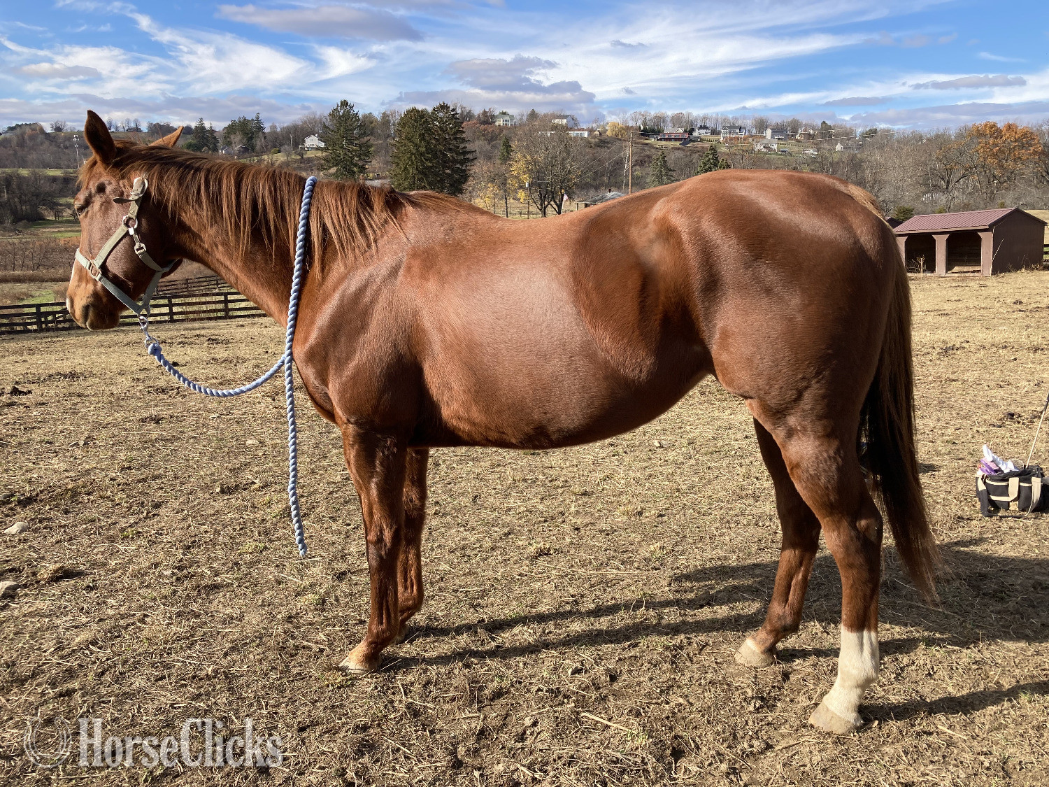 "Ruby" Chestnut Mare Thoroughbred