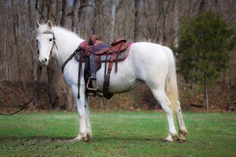 "SWIFT" Grey Gelding Quarter Horse