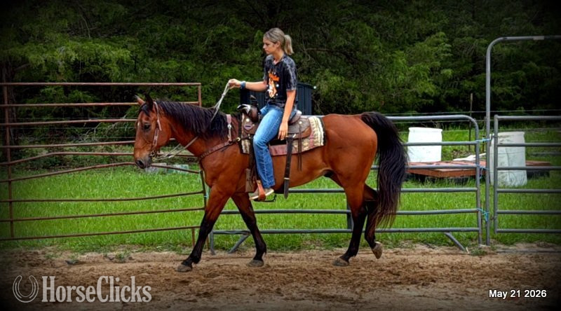 "Jasper" Bay Gelding Quarter Horse