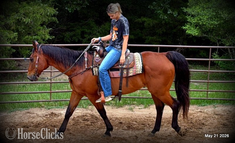 Texas "Jasper" Bay Gelding Quarter Horse
