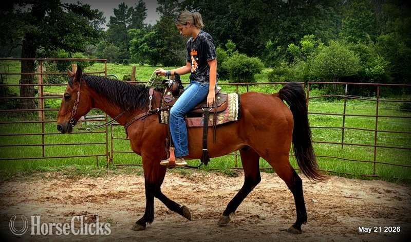 "Jasper" Bay Gelding Quarter Horse - Quarter Horse in Texas