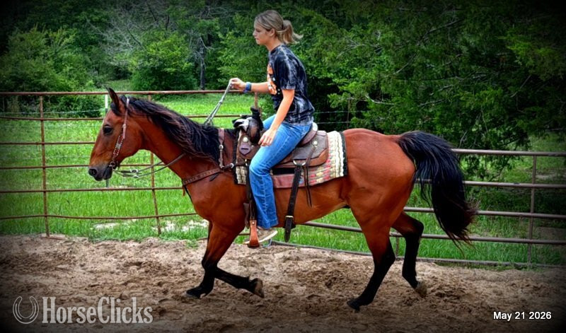 "Jasper" Bay Gelding Quarter Horse - Quarter Horse