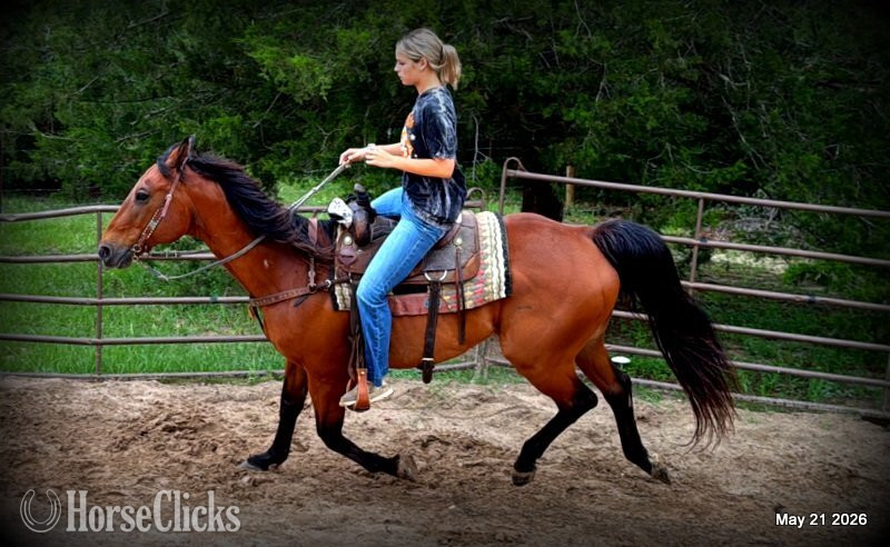 "Jasper" Bay Gelding Quarter Horse Texas
