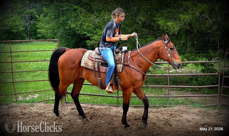 Quarter Horse - "Jasper" Bay Gelding Quarter Horse in Texas