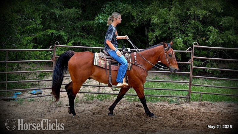Quarter Horse - "Jasper" Bay Gelding Quarter Horse