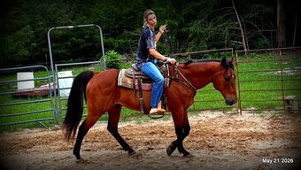 "Jasper" Bay Gelding Quarter Horse