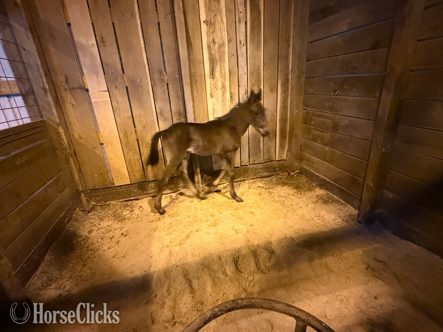 "Angus" Brown Colt Friesian