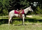 "St. Lucie ""Lucie"" Dappled Mare Quarter Horse