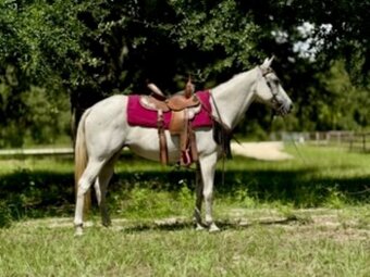 "St. Lucie ""Lucie"" Dappled Mare Quarter Horse