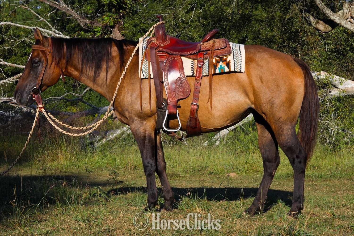 "Peponitas" Dun Mare Paint in Texas