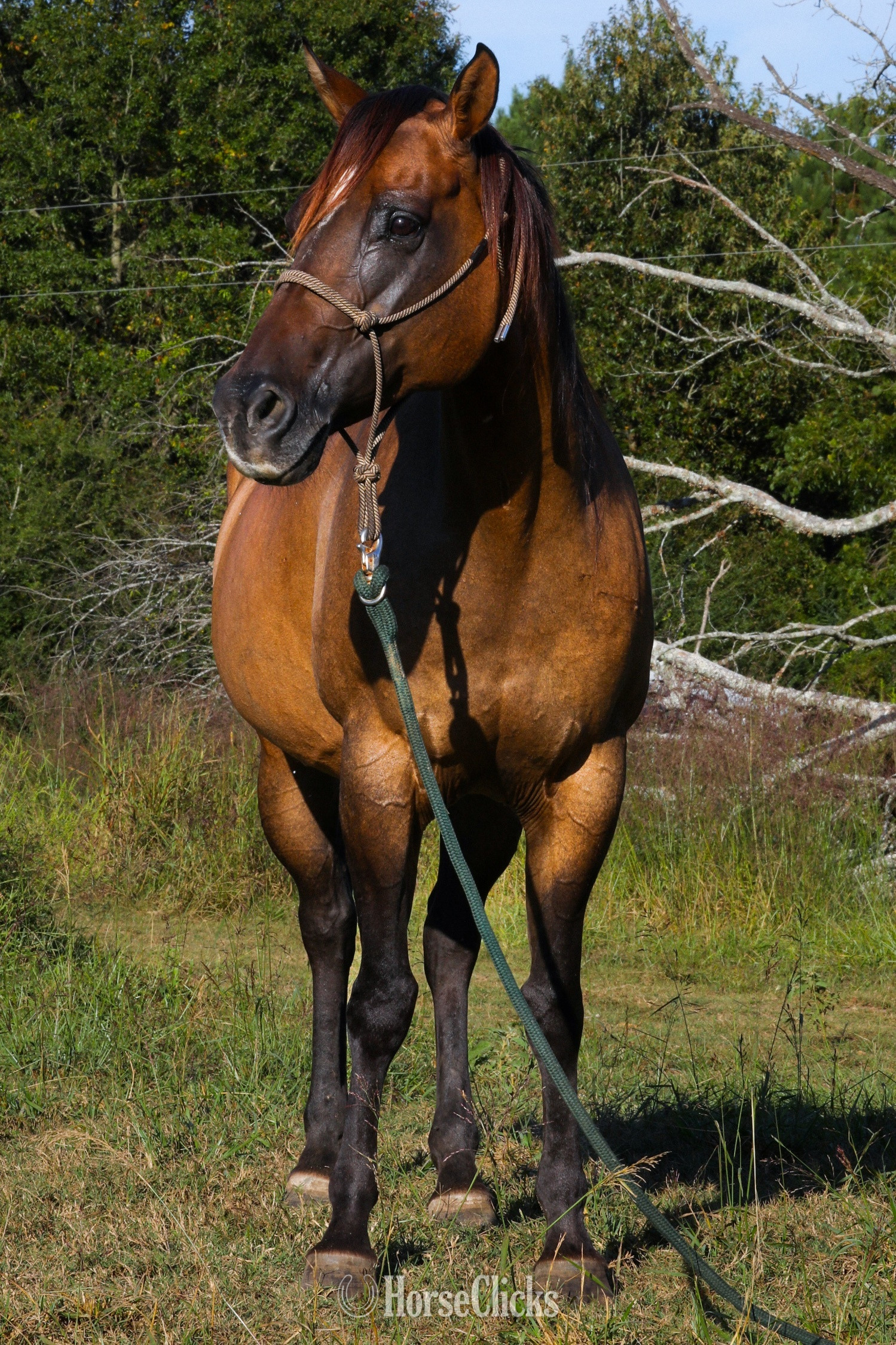 Texas "Peponitas" Dun Mare Paint
