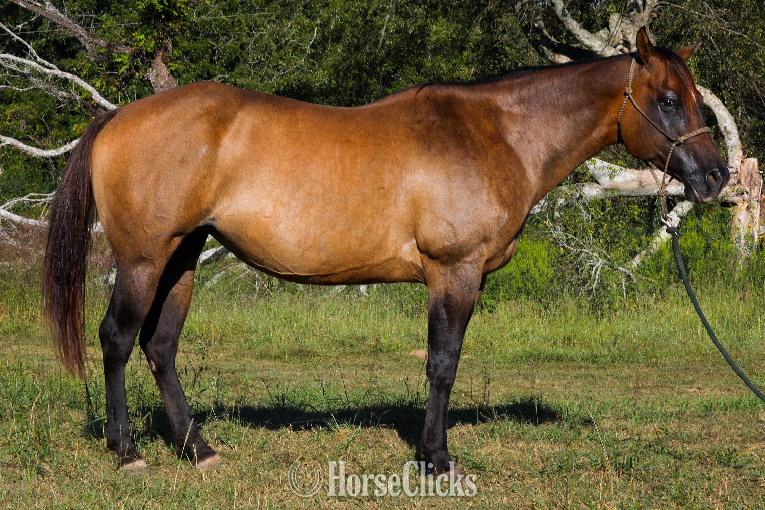 "Peponitas" Dun Mare Paint - Paint in Texas