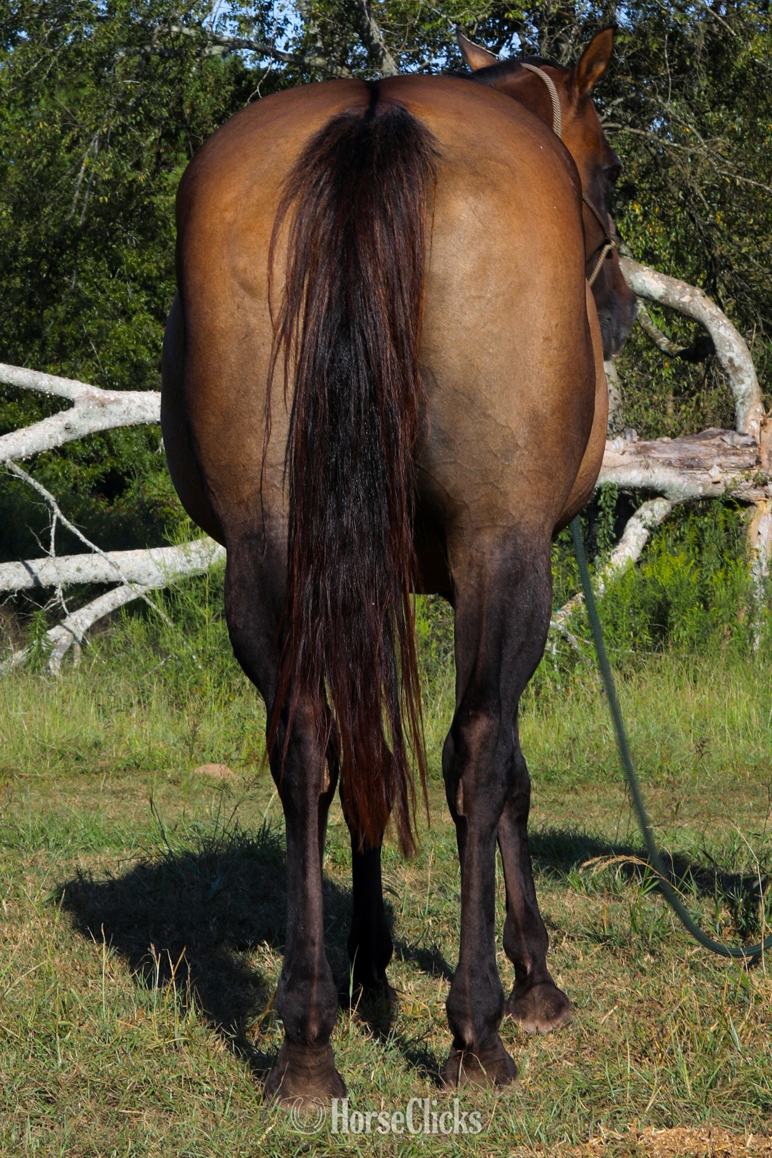 "Peponitas" Dun Mare Paint - Paint