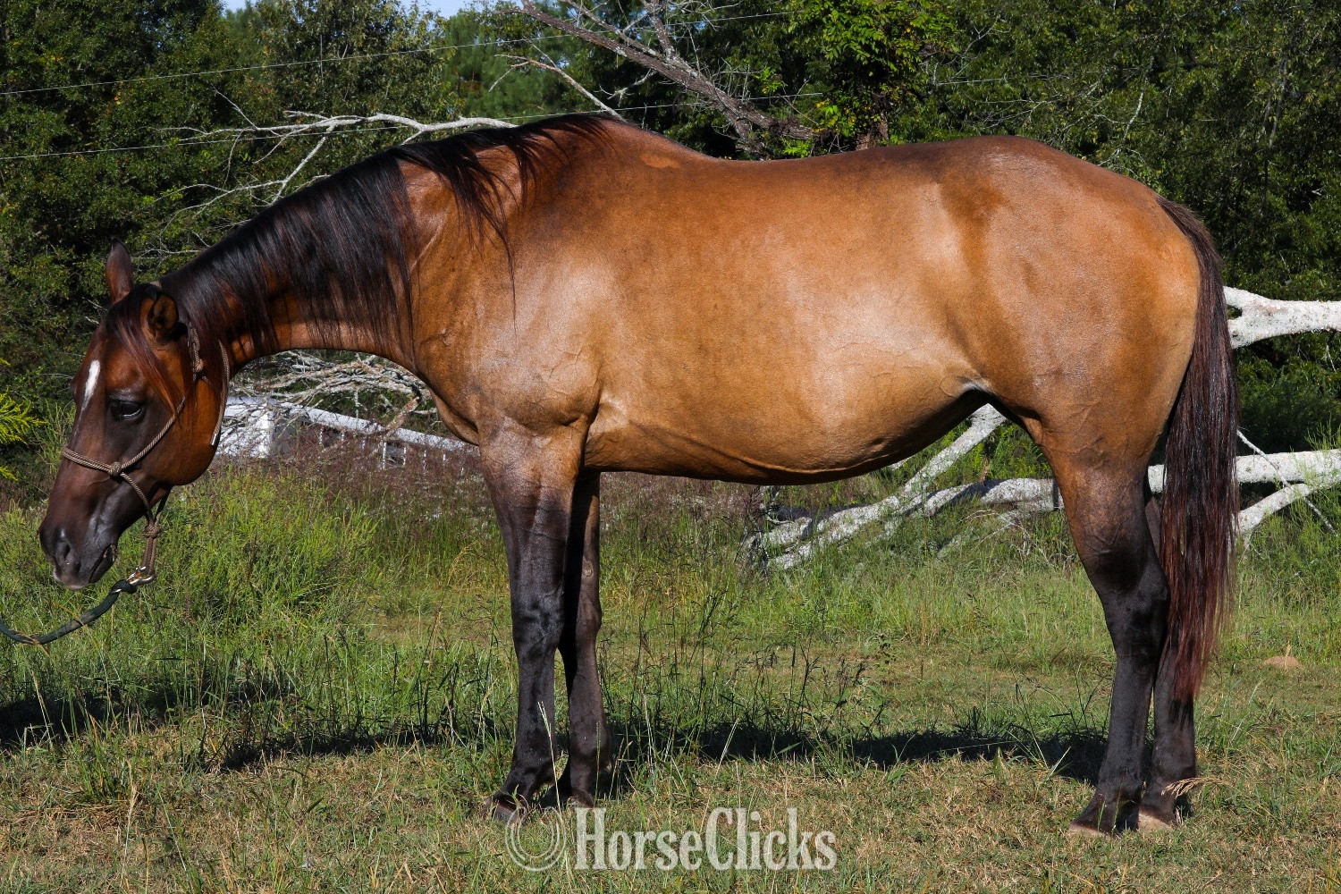 "Peponitas" Dun Mare Paint Texas