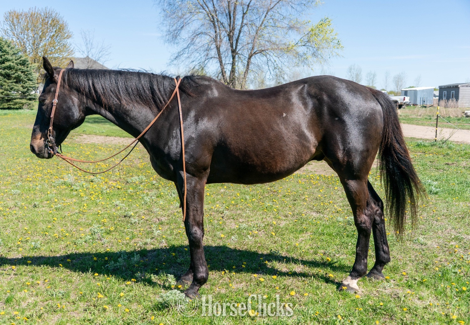 "Ace" Black Gelding Appendix in Minnesota